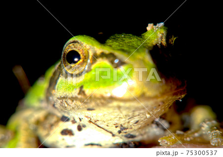 カエル 75300537