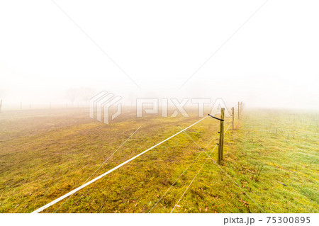 On a foggy morning in the field 75300895
