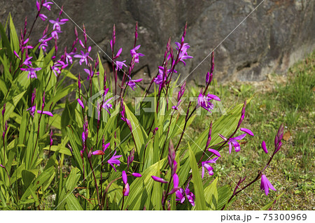 紫の花「シラン(紫蘭)」 75300969