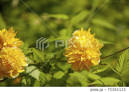山吹の黄色い花 山吹の黄色い花 75301123