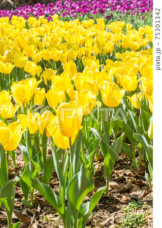 花 フラワー お花 75301342