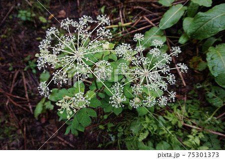 シシウド シシウド属 Angelica 植物の写真素材