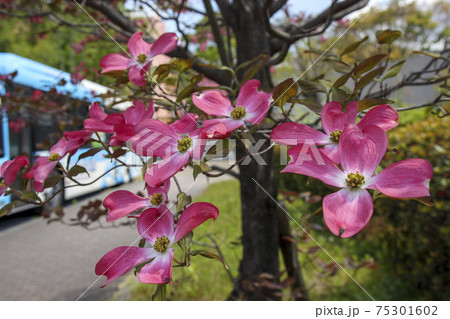 ピンク色のヤマボウシの花の木の写真素材