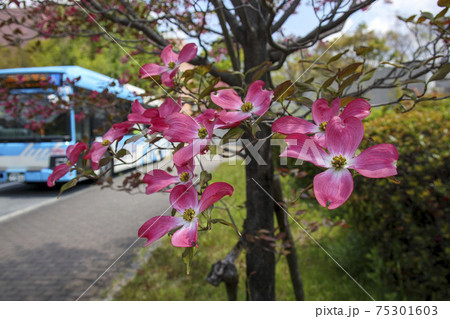 ピンク色のヤマボウシの花の木 ピンク色のヤマボウシの花の木 75301603