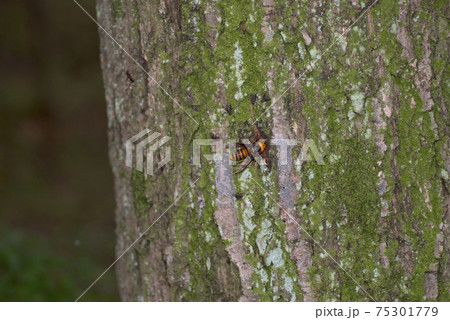 オオスズメバチ 75301779
