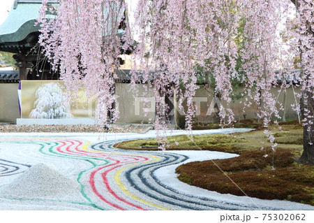 高台寺 桜 高台寺 桜 75302062