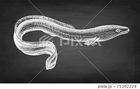 Chalk sketch of Japanese eel 75302229