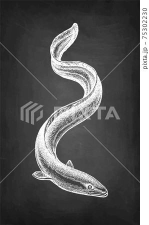 Chalk sketch of Japanese eel 75302230