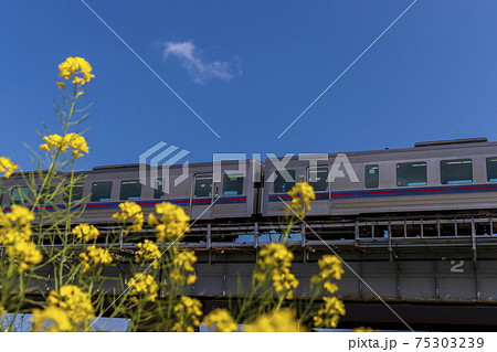 鉄橋を渡る列車と菜の花 75303239