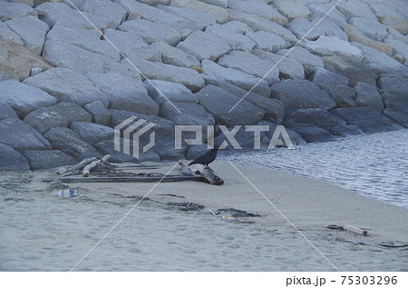 りんくうビーチ　流木とカラス　常滑市 75303296