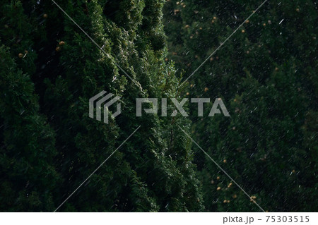 blurred background - sudden snowfall in the subtropics, in the foreground the crown of cypress tree blurred background - sudden snowfall in the subtropics, in the foreground the crown of cypress tree 75303515