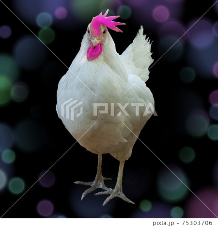 Punk pink hen Punk pink hen 75303706