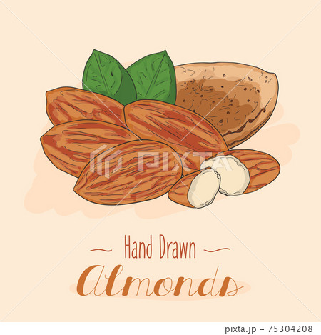 Hand drawn colorful Almond nuts isolated on background. 75304208