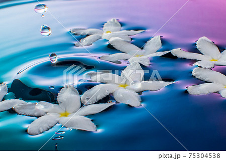 ジャスミンの花と水の波紋の写真素材