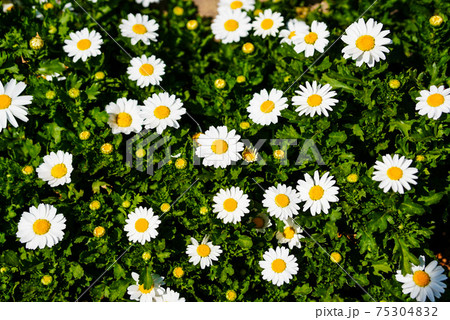 路上に美しく咲くマーガレット 路上に美しく咲くマーガレット 75304832