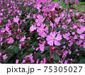 Red campion or red catchfly 75305027