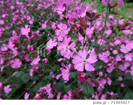 Red campion or red catchfly 75305027