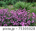 Red campion or red catchfly 75305028