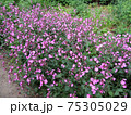 Red campion or red catchfly 75305029