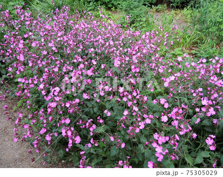 Red campion or red catchfly 75305029