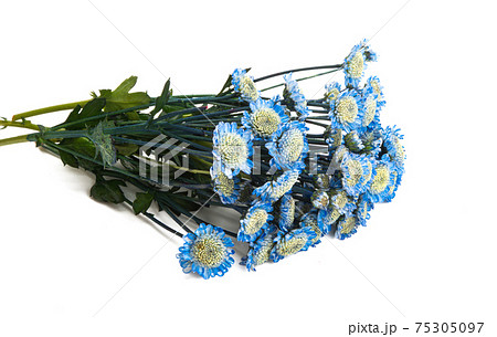 chrysanthemum flowers isolated 75305097