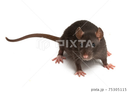 rat isolated rat isolated 75305115