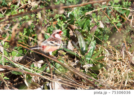 ベニマシコ 75306036