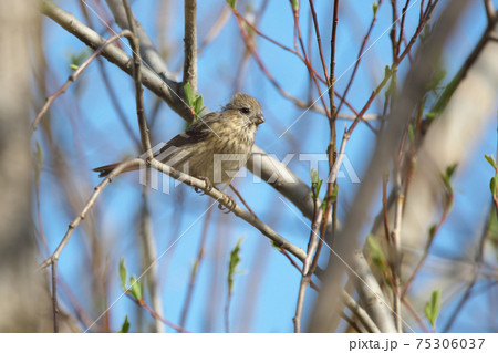 ベニマシコ 75306037