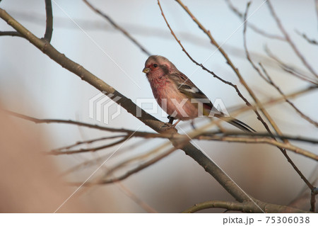 ベニマシコ 75306038