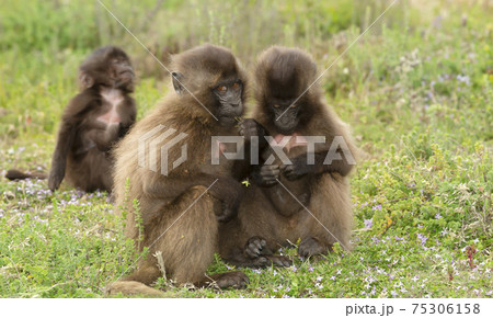 Close up of cute baby Gelada monkeys sitting on the ground Close up of cute baby Gelada monkeys sitting on the ground 75306158