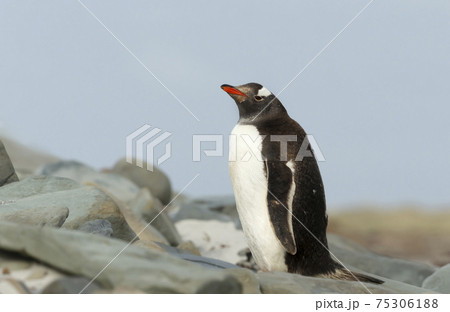 Gentoo penguin standing on stones 75306188