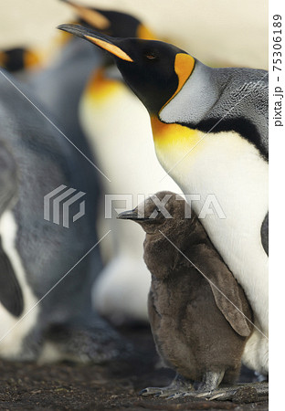 Close up of a King penguin chick standing by his parent Close up of a King penguin chick standing by his parent 75306189