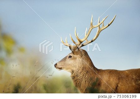 Portrait of a red deer stag at sunset Portrait of a red deer stag at sunset 75306199