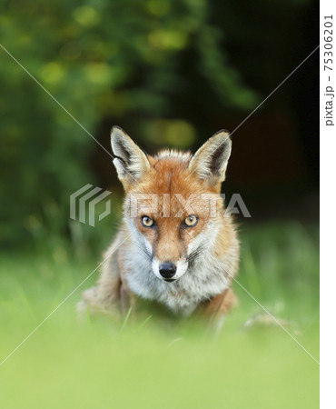 Red fox sitting in grass against dark background Red fox sitting in grass against dark background 75306201