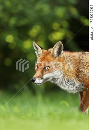 Red fox in grass against dark background Red fox in grass against dark background 75306202