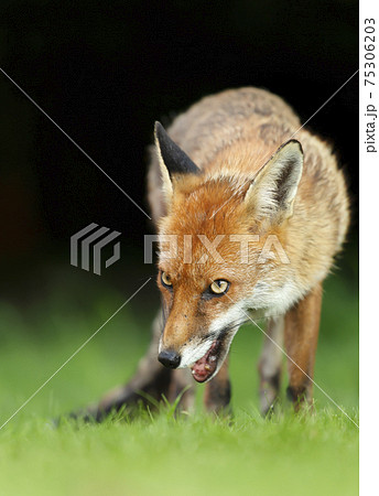 Red fox in grass against dark background Red fox in grass against dark background 75306203