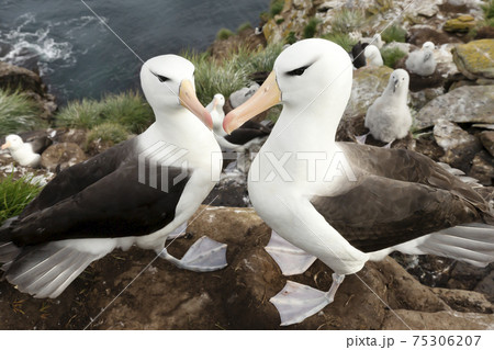 Black-browed Albatrosses on the coast of the Falkland Islands Black-browed Albatrosses on the coast of the Falkland Islands 75306207