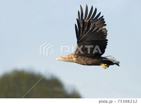 White-tailed sea Eagle in flight against blue sky White-tailed sea Eagle in flight against blue sky 75306212