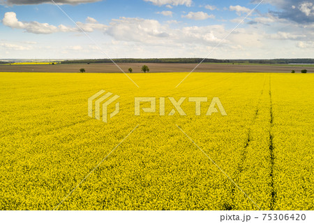 Agricultural landscape of a rapeseed field with line and blue sky. Biofuel production concept. Postcard with copy space 75306420