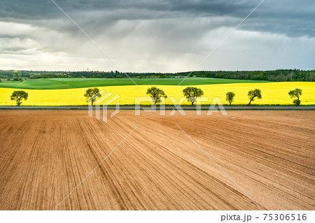Panoramic view of empty and yellow rapeseed fields, separated by trees in storm. Brown, yellow and green fields in rain. Rainy clouds under the field. Postcard concept 75306516