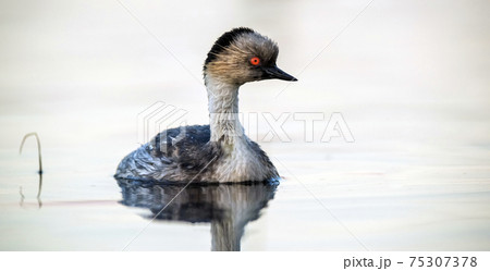 Silvery Grebe , Patagonia, Argentina Silvery Grebe , Patagonia, Argentina 75307378