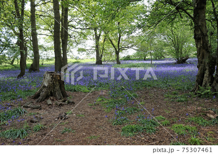 Spring woodland with bluebell flowers Spring woodland with bluebell flowers 75307461