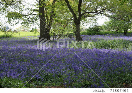 Spring woodland with bluebell flowers 75307462