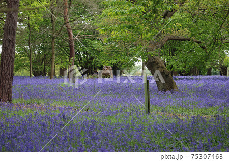 Spring woodland with bluebell flowers 75307463