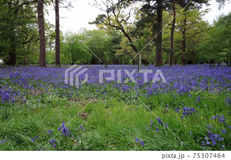 Spring woodland with bluebell flowers 75307464