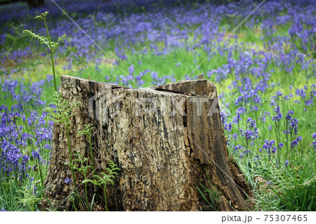 Spring bluebell wood with tree stump 75307465