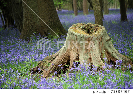 Spring bluebell wood with tree stump 75307467