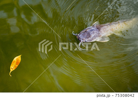 Catfish emerges out of the turbid green water and stares towards a yellow leaf. Clarias genus. An inhabitant of a temple pond of Wat Phai Lom in Trat city, Thailand	 75308042