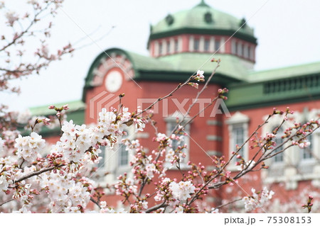 青空に咲く桜満開。春爛漫の深谷駅です。 75308153