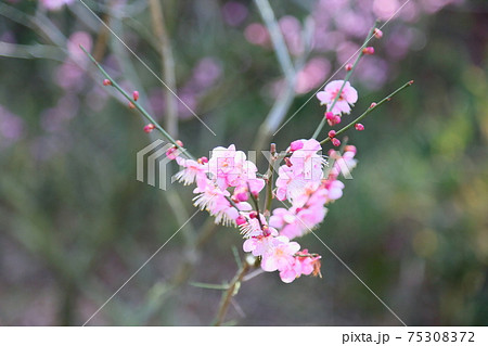 梅の花　道知辺 75308372